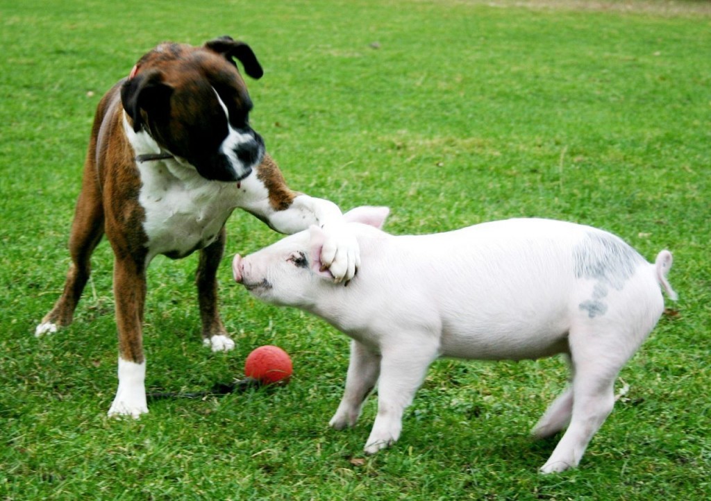 boxer aggressive behavior