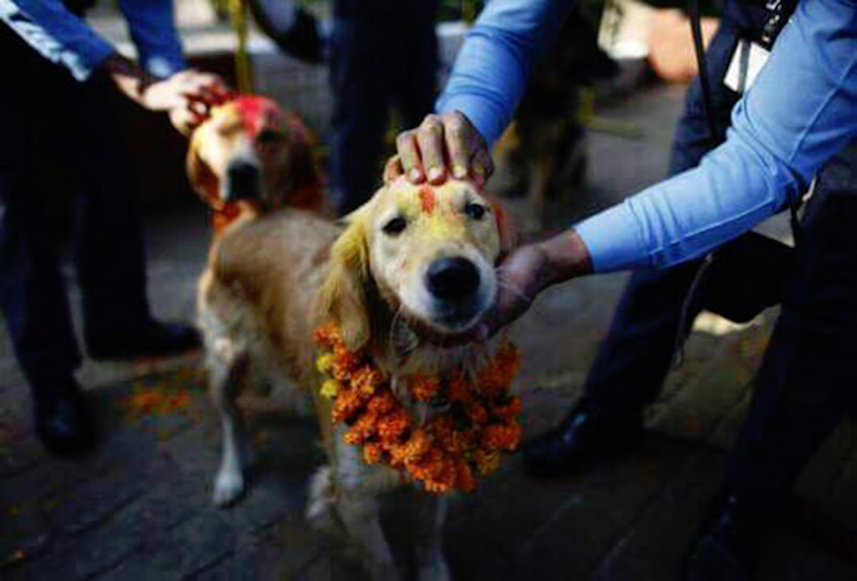 There is a festival in Nepal dedicated solely to thanking dogs for
