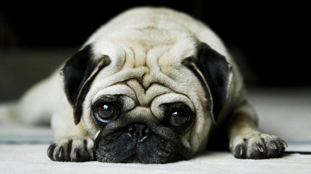 15 Things You (Probably) Didn’t Know About Pugs