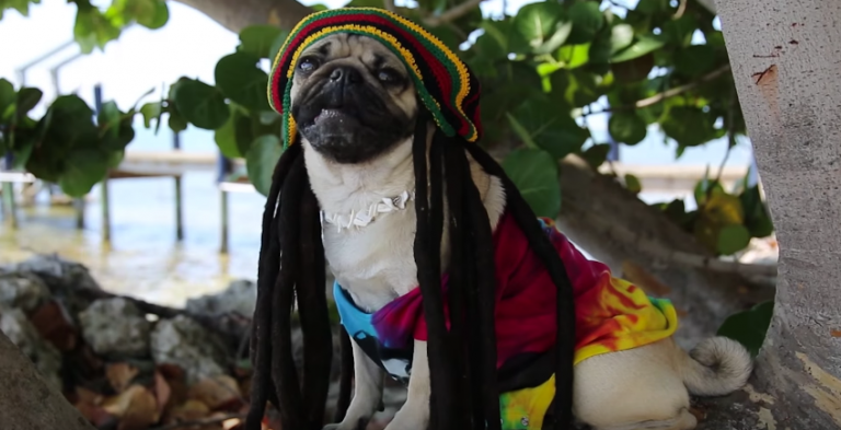 rasta pug teddy