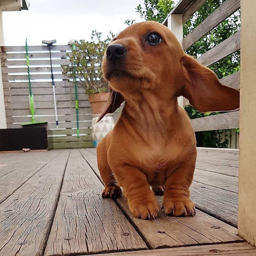 10 Adorable Sausage Dog Pics To Put A Smile On Your Face