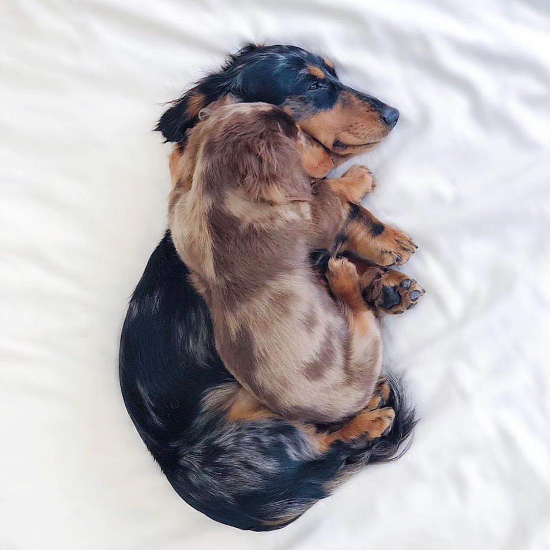 10 Adorable Sausage Dog Pics To Put A Smile On Your Face