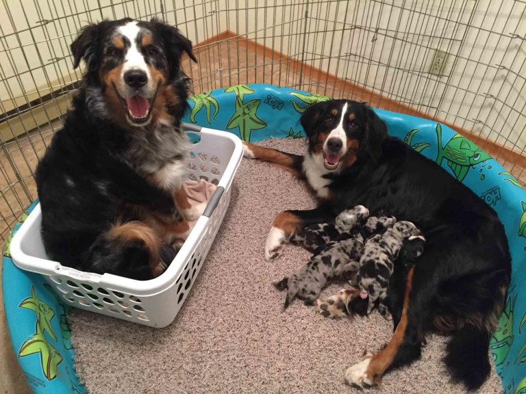 10+ Heartwarming Pics Of Proud Dog Parents Posing With Their Newborn