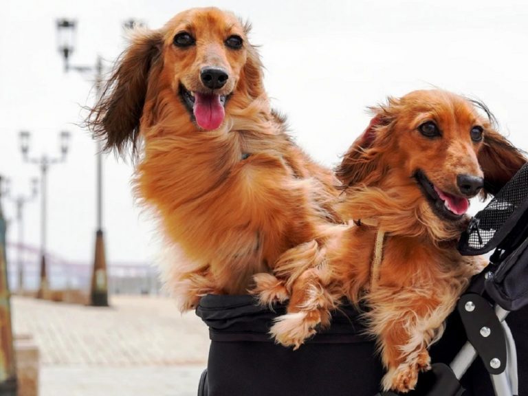 10 Most Extra-Affectionate Dog Breeds