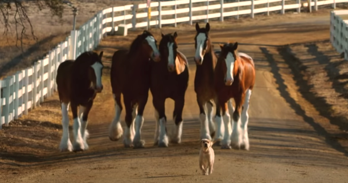 super bowl commercial with clydesdale and puppy