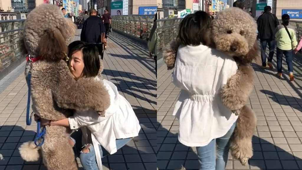 Gigantic Fluffy Poodle Dogs Love Being Carried Everywhere